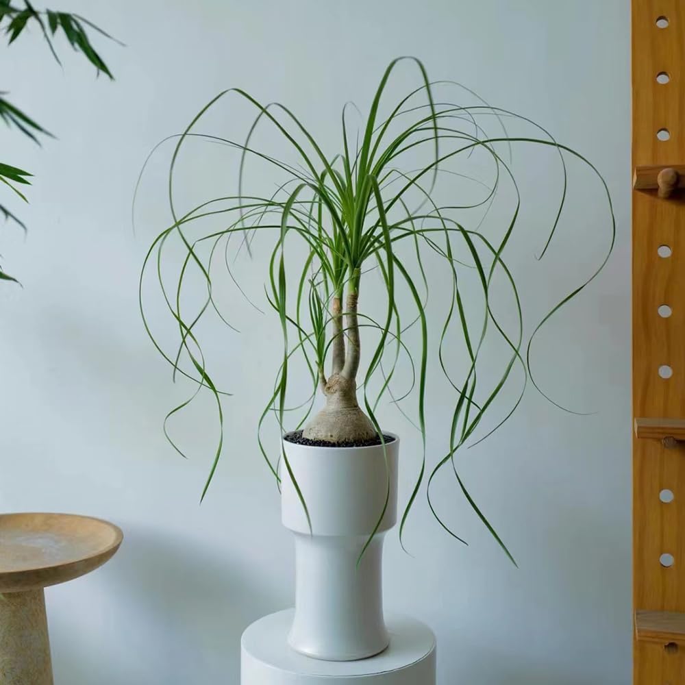 10 pcs elefantenfuß pflanze samen, winterharte pflanzen für garten ...