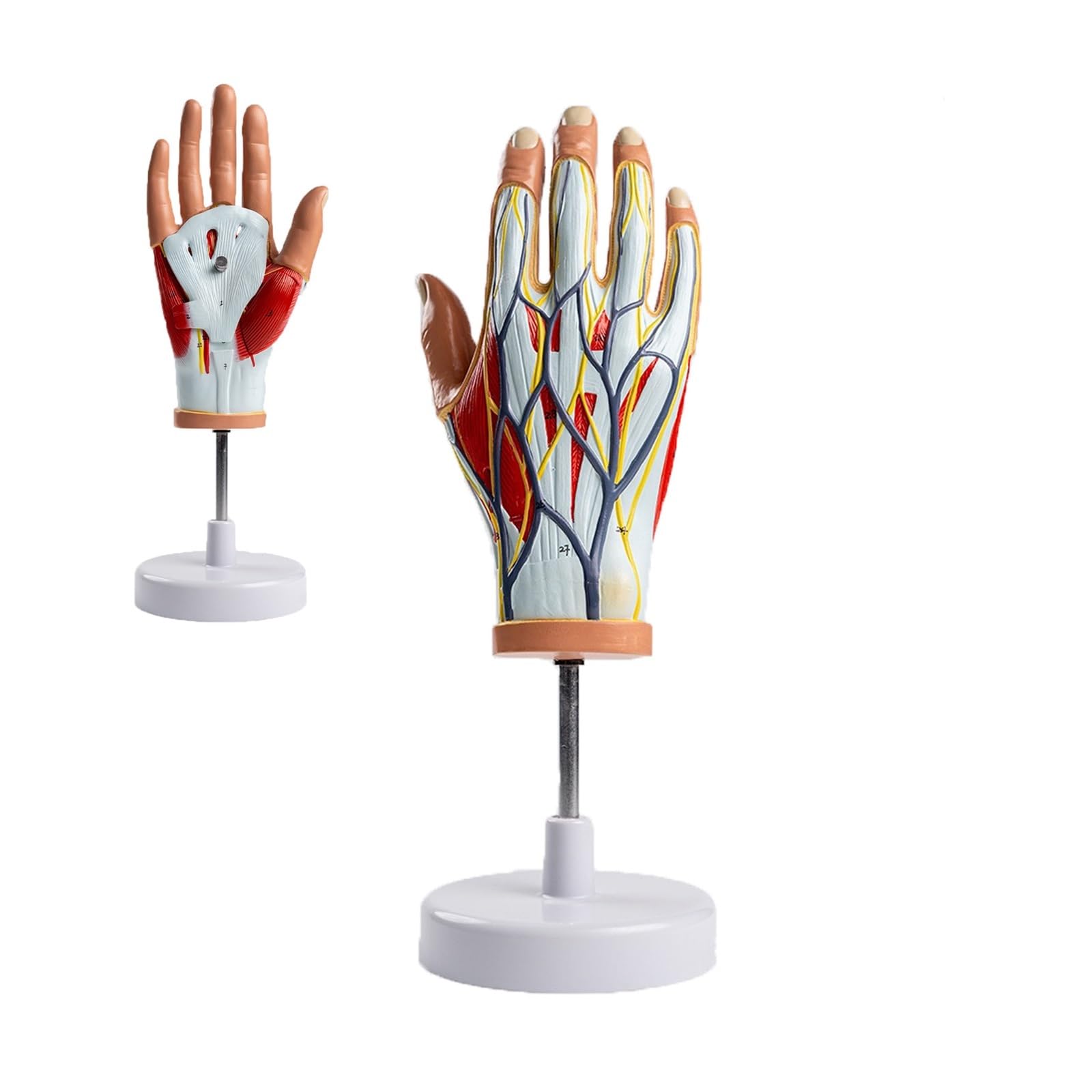 Modèle de main de taille réelle anatomie 4 parties avec nerfs