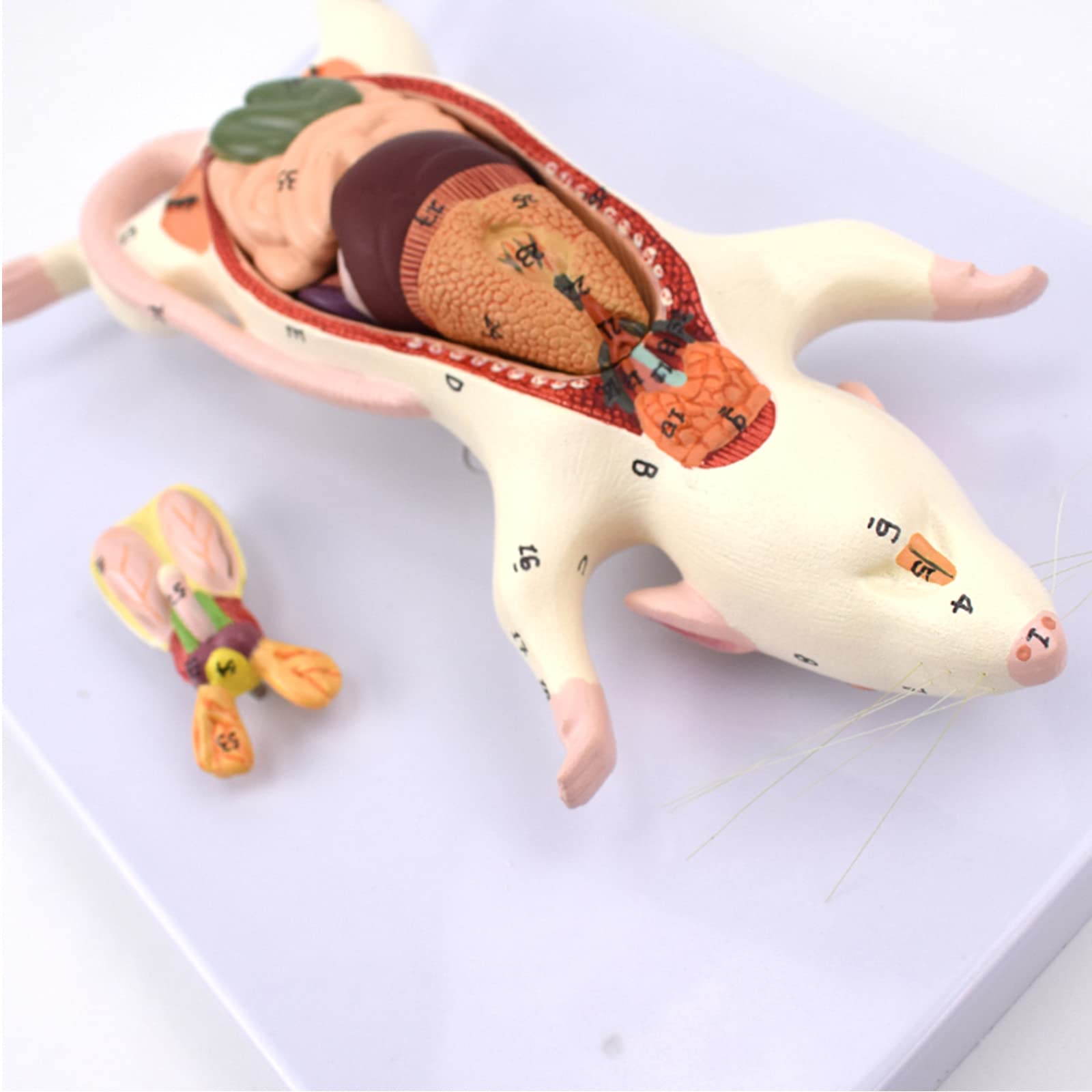 Modele dydaktyczne z zakresu biologii, Model struktury anatomicznej narządów myszy – model obserwacji wyglądu i anatomii wewnętrznej