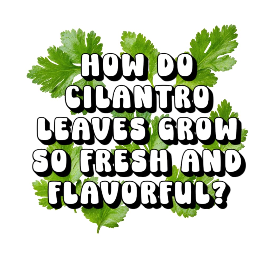 How Do Cilantro Leaves Grow so Fresh and Flavorful?
