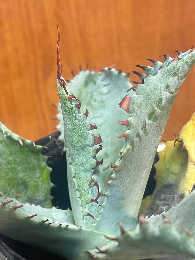 エボリスピナ 妖炎 &times; ポタトラム ハイブリッド アガベ 現物 発根済 エボリ