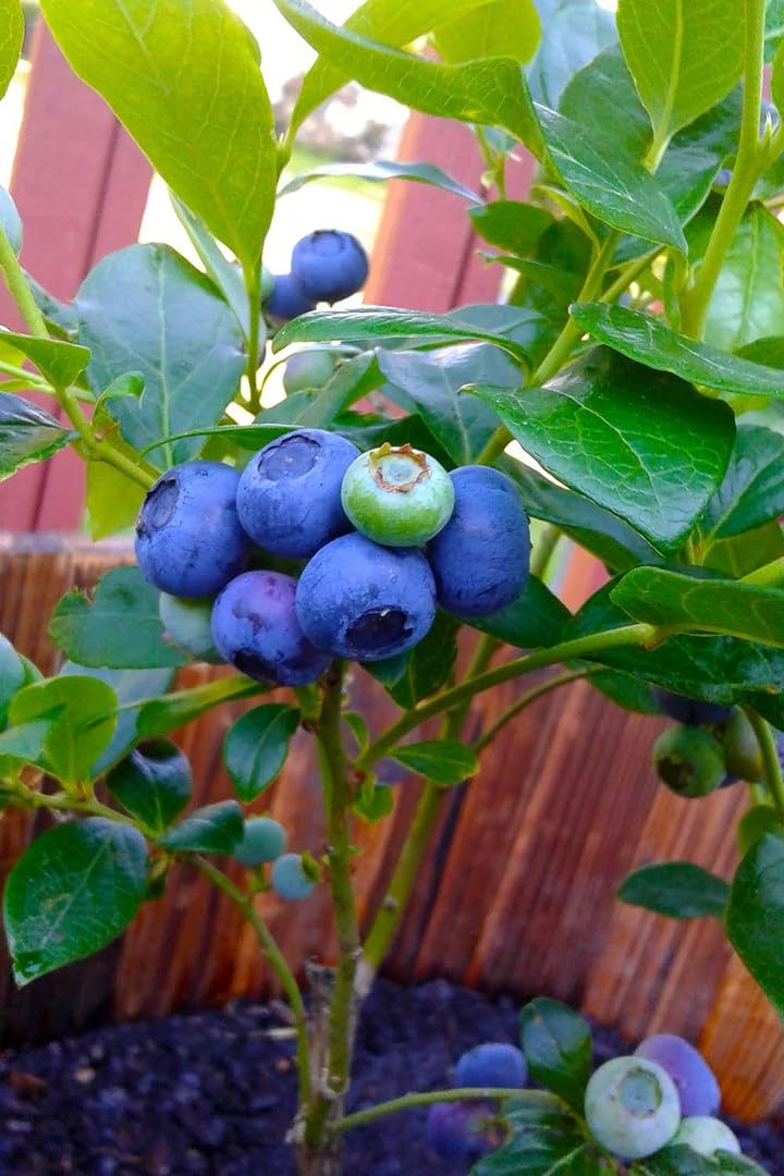 乙Ꭵ᙭ᗩᗰ Live Blueberry Fruit Plant I All India Weather Suitable Fruit Plant I With Growbag I (Pack of 1 Plant) (B0D74VG435) Amazon Price History, Amazon Price Tracker