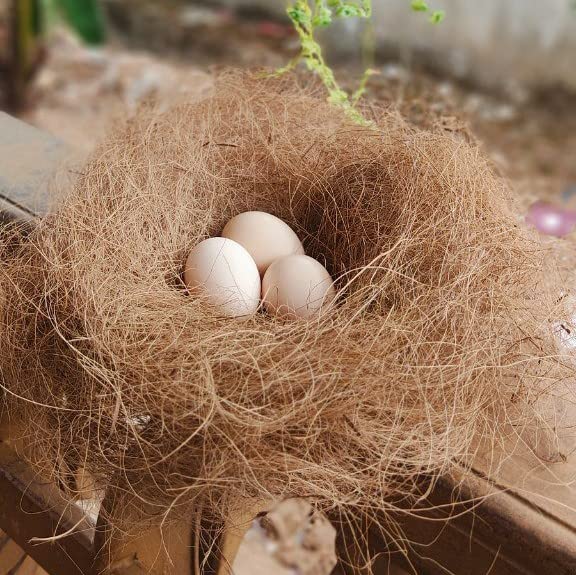 COCOBRICKS® Natural Coir Fiber Nesting Material for Birds for Making