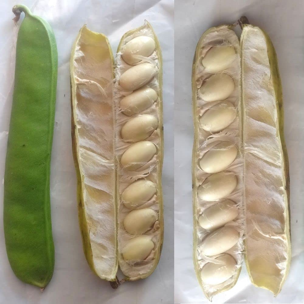 Sword Beans/Thambattai Avarai/Canavalia Ensiformis / ???????? ???? /Sword Beans Jack Bean 10 Seeds (B0BSNSVW9N) Amazon Price History, Amazon Price Tracker