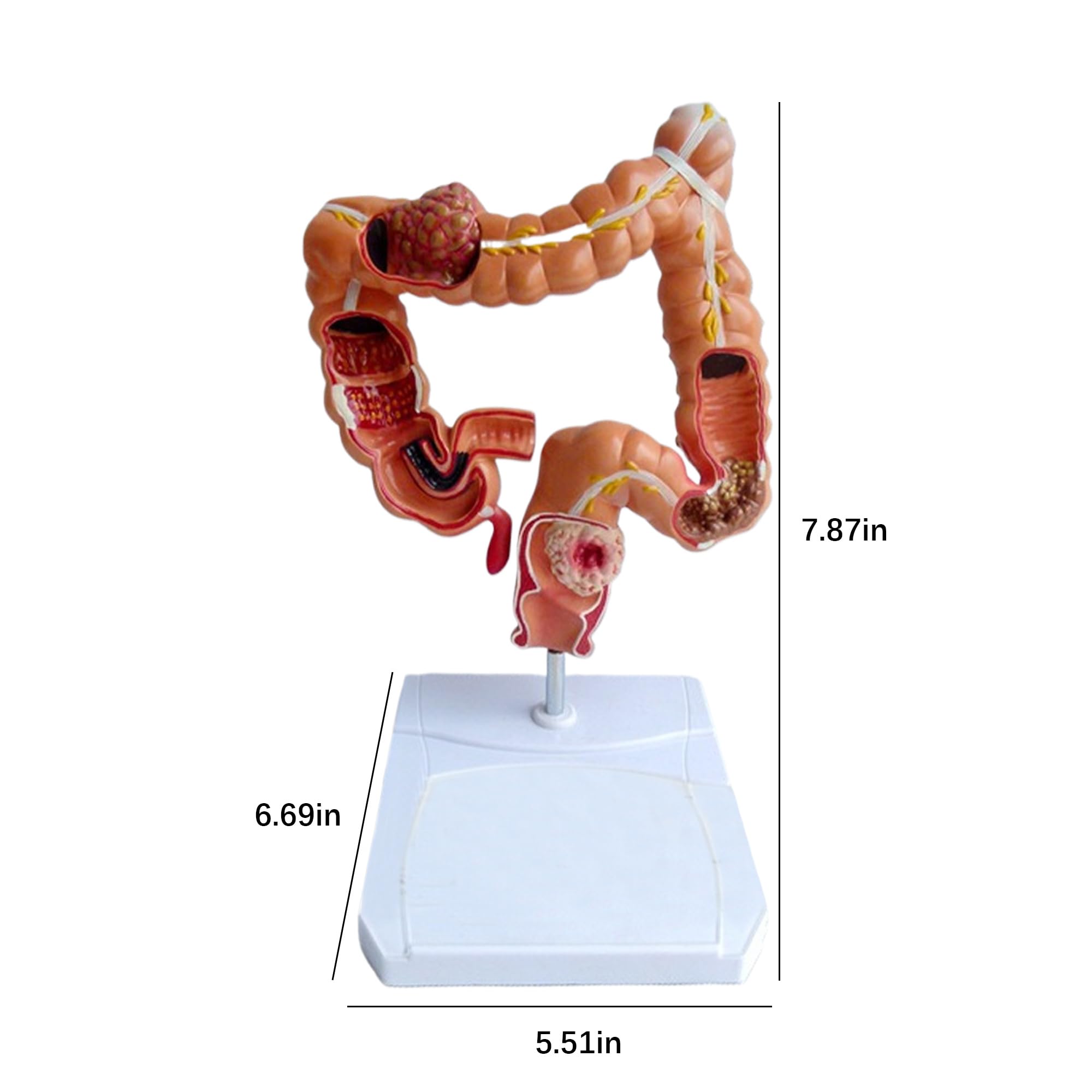 Physical Exam Checklist - Nursing Medical Pocket Chart Quick Reference Guide