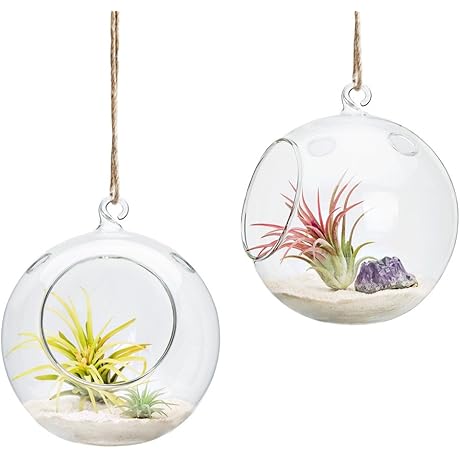 Delicate Glass Globe Terrarium for Plant Lovers