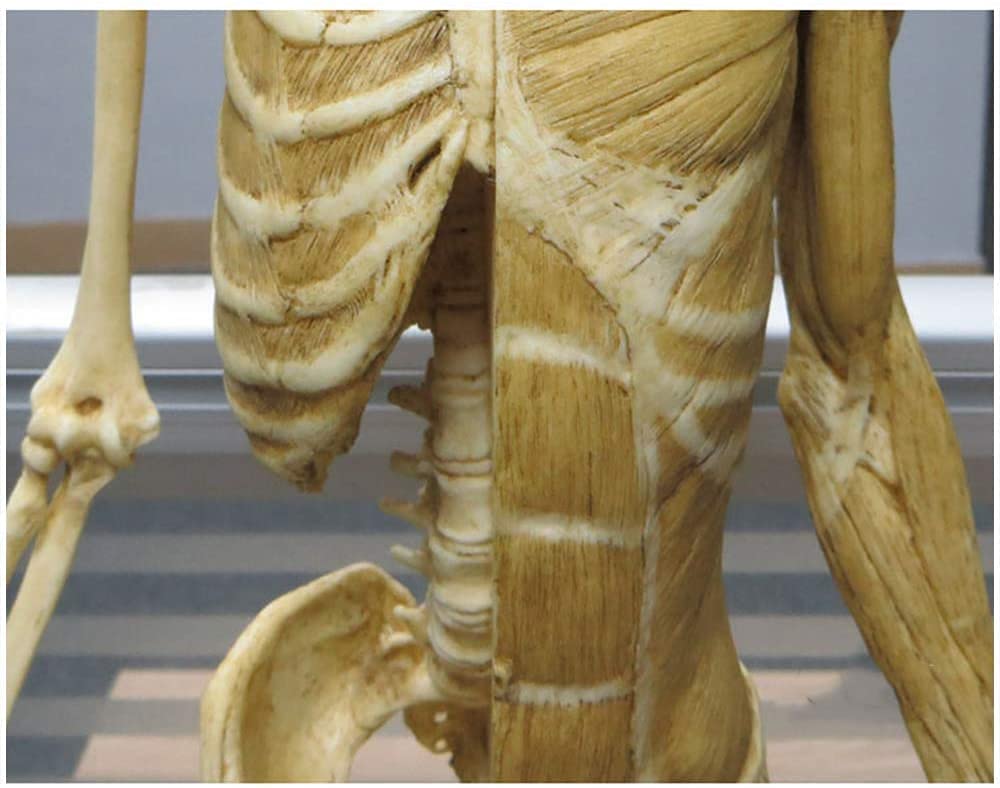 Modèle d'anatomie féminine 23 Pouces (60 cm) Modèle Anatomique des Muscles et du Squelette du Corps Humain pour Le Dessin Outil d'art de référence médicale Jaune