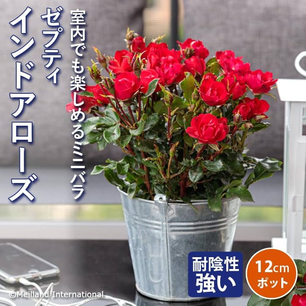 Amazon.co.jp: バラ 苗 ゼプティ インドアローズ12cm 室内栽培可能