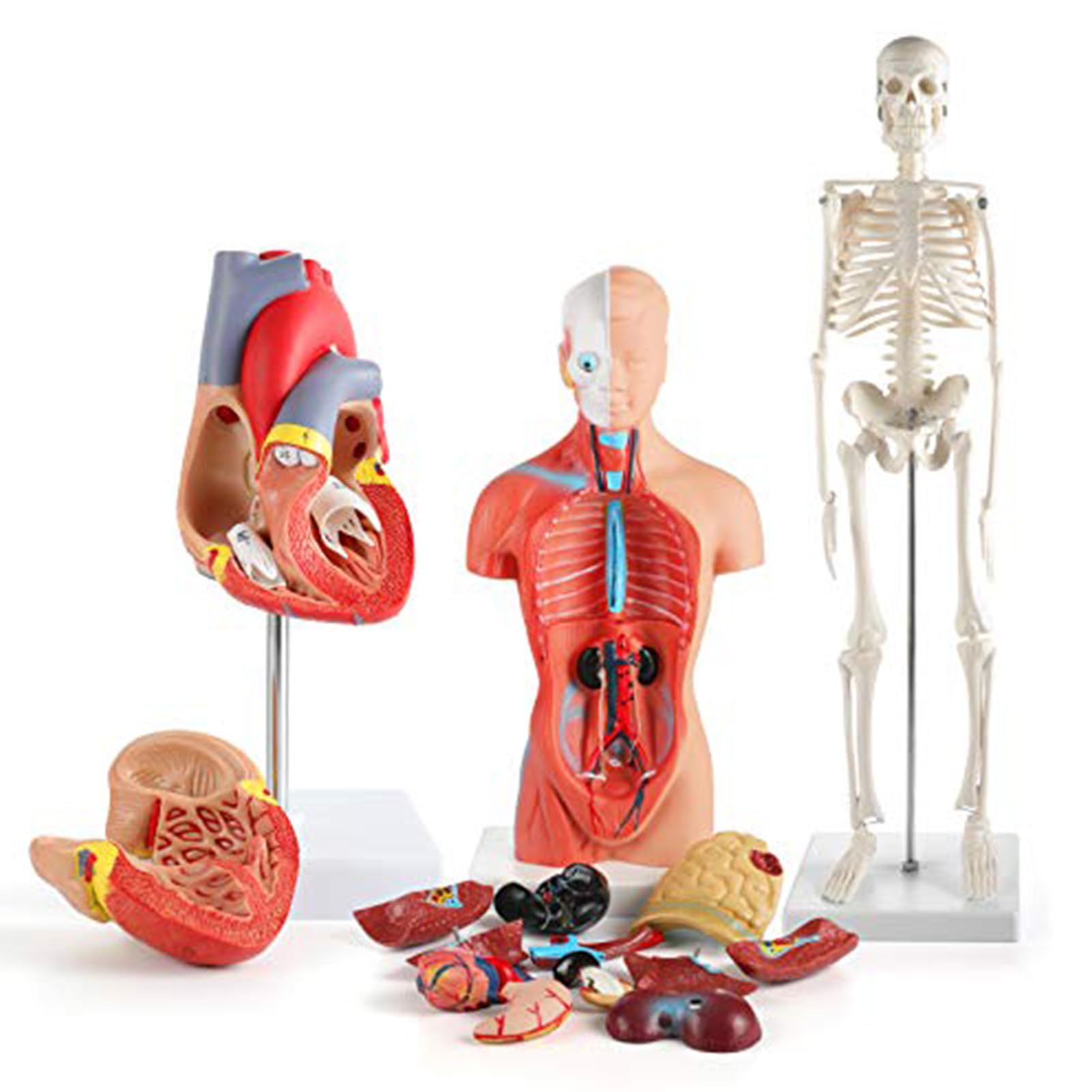 FTVOGUE Kit de Modelo de Cuerpo Humano, Material de PVC, Conjunto Educativo de Modelo de Torso y Esqueleto Desmontable para Enseñanza Médica Torso de 26 Cm y Esqueleto de 45 Cm