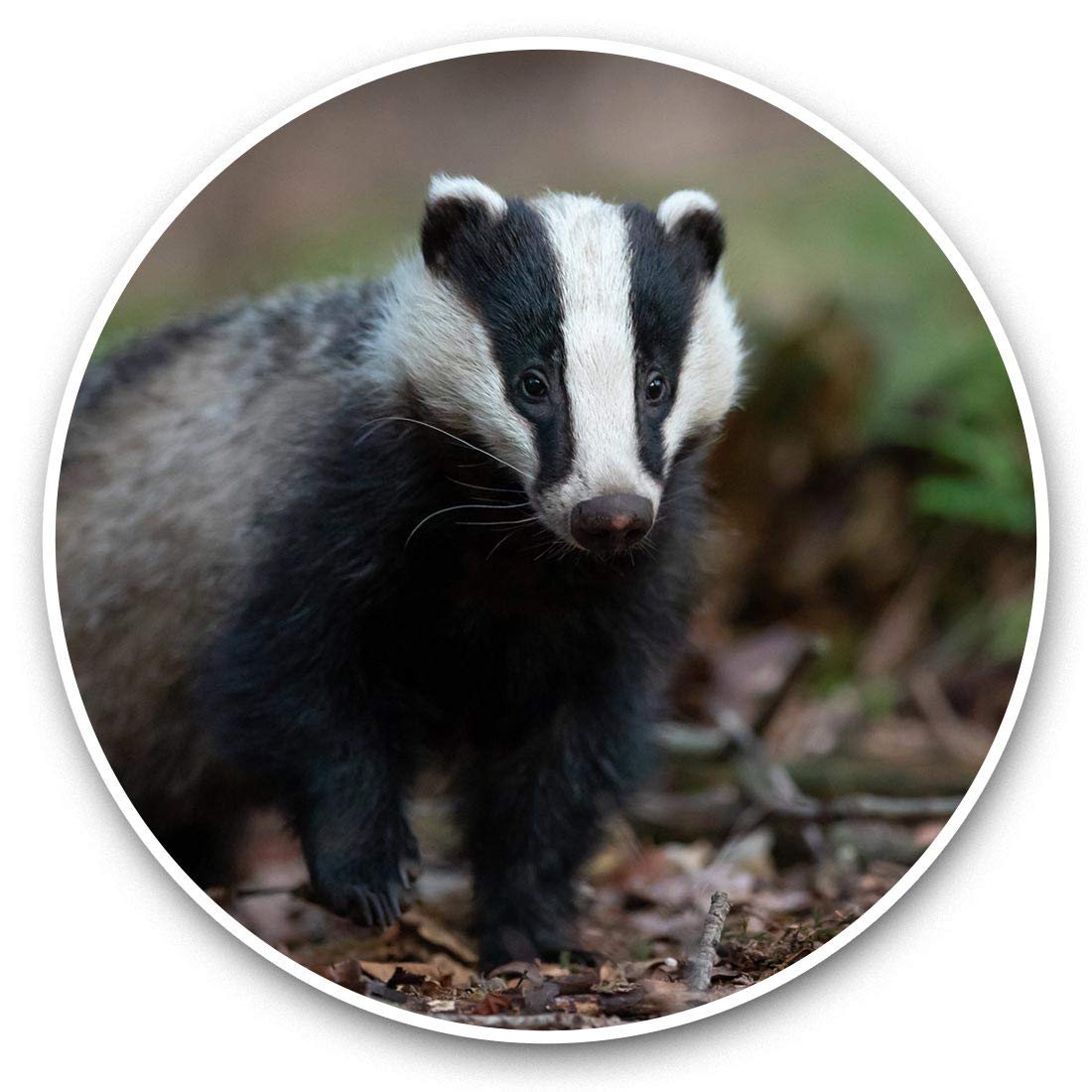 Destination Vinyl Ltd Wild Native European Badger Animal 46437 Awesome Vinyl Stickers (Set Of 2) 7.5Cm - Wild Native European Badger Animal Fun Decals For Laptops,Tablets,Luggage,Scrap Booking,Fridges #46437