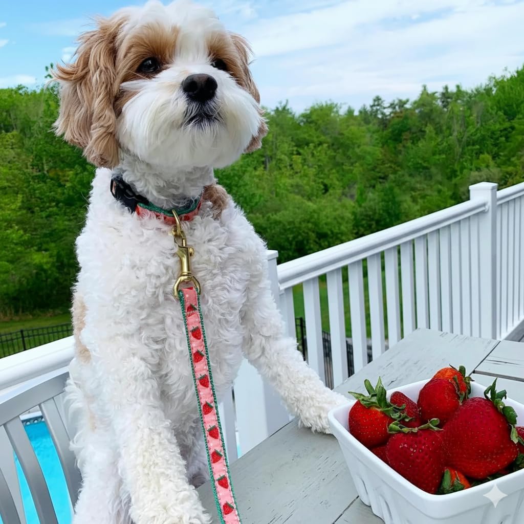 Up Country Strawberry Fields Dog Collar, Small (9 to 15 inches) 5/8 inch Narrow Width