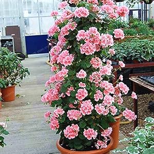 Generic Rare Geranio Bonsai rampicanti Geranio Pelargonium Collection perenne fiore Pianta in vaso bonsai 100 Pz: 4: Only seeds