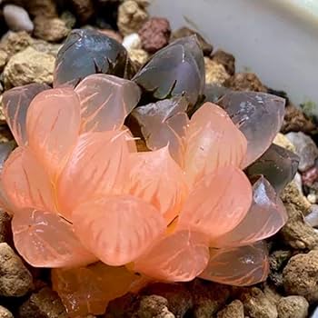 16c ハオルチア　多肉植物　黒蝶龍錦糊斑　自家繁殖 16c ハオルチア 多肉植物 黒蝶龍錦糊斑 自家繁殖