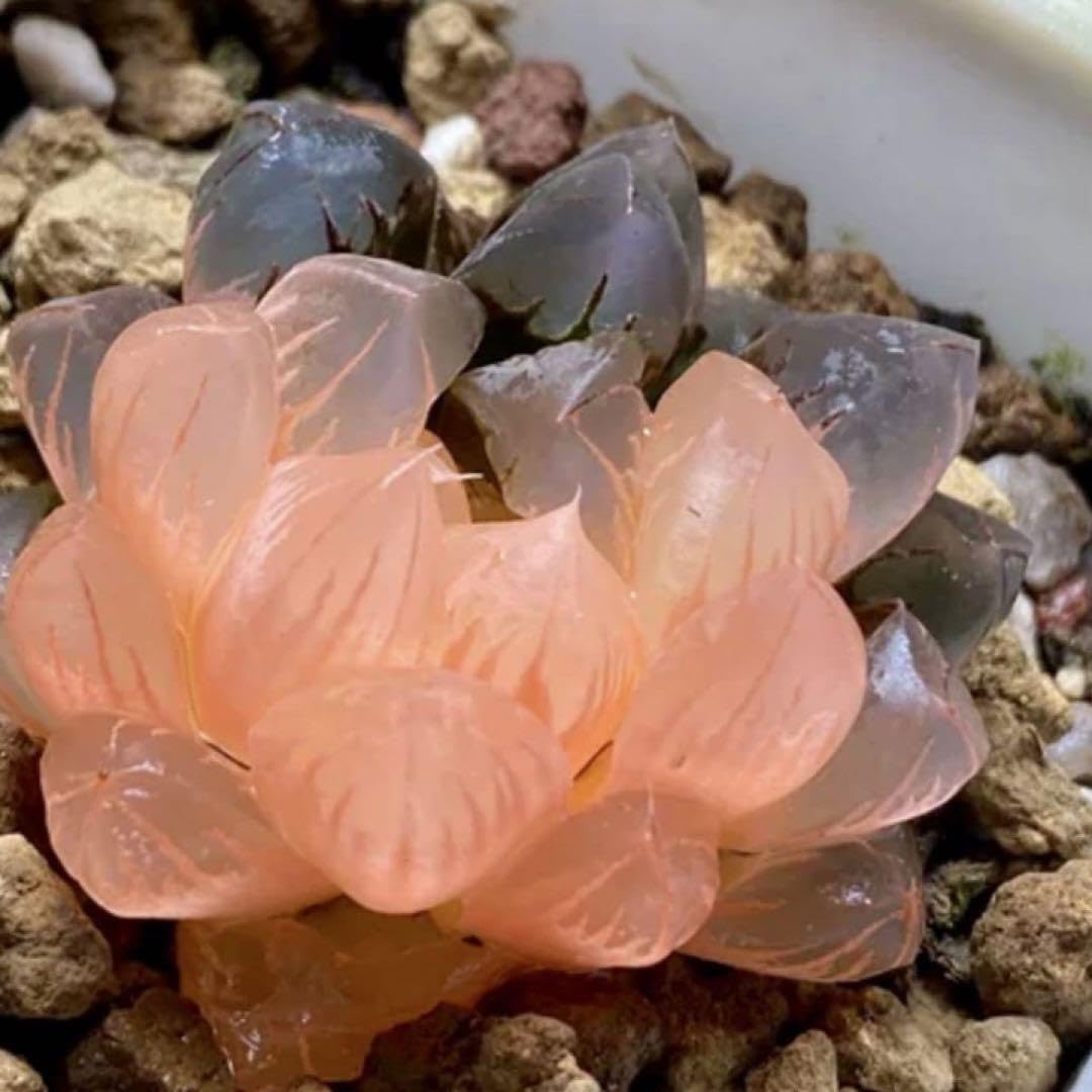 Amazon.co.jp: ハオルチア 多肉植物 黒水晶オブツーサ錦 実生糊