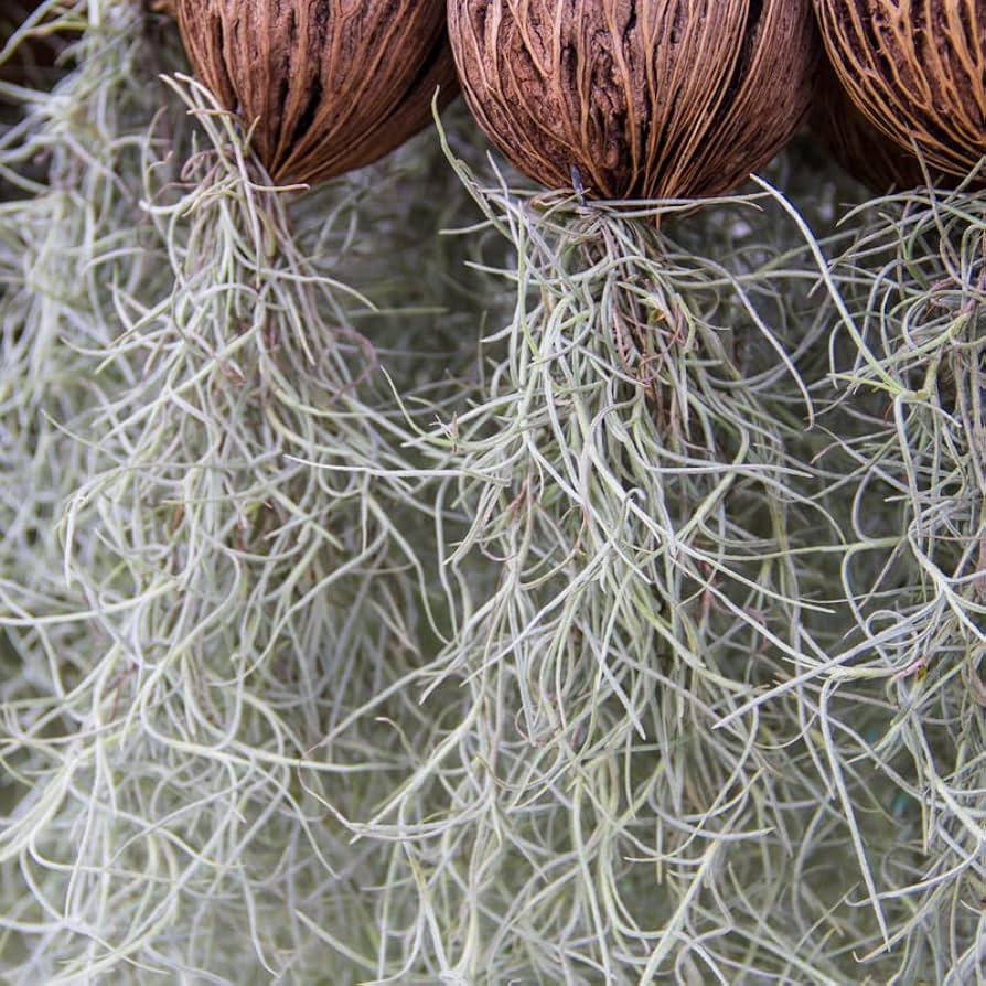 Thick Colombian Spanish Moss Live Strands with Wire Hook - Live Tillandsia  Succulent House Plants - Home and Garden Decor - Easy Care Indoor and  Outdoor Plants 