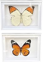 Vista 47 de 2 piezas enmarcadas de mariposa real, espécimenes de mariposa de taxidermia en marco, colección de insectos, decoración de escritorio para el hogar