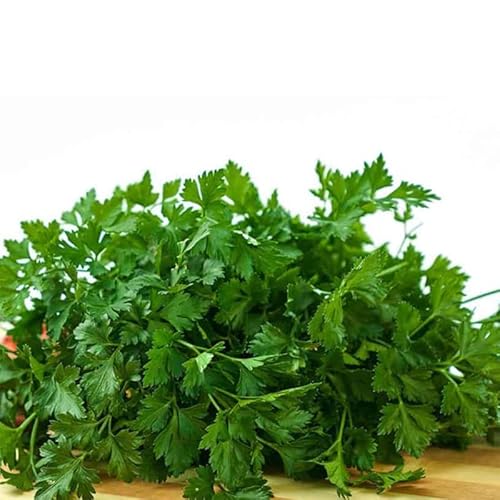 Semillas de Perejil Liso Naturales para Sembrar en Casa