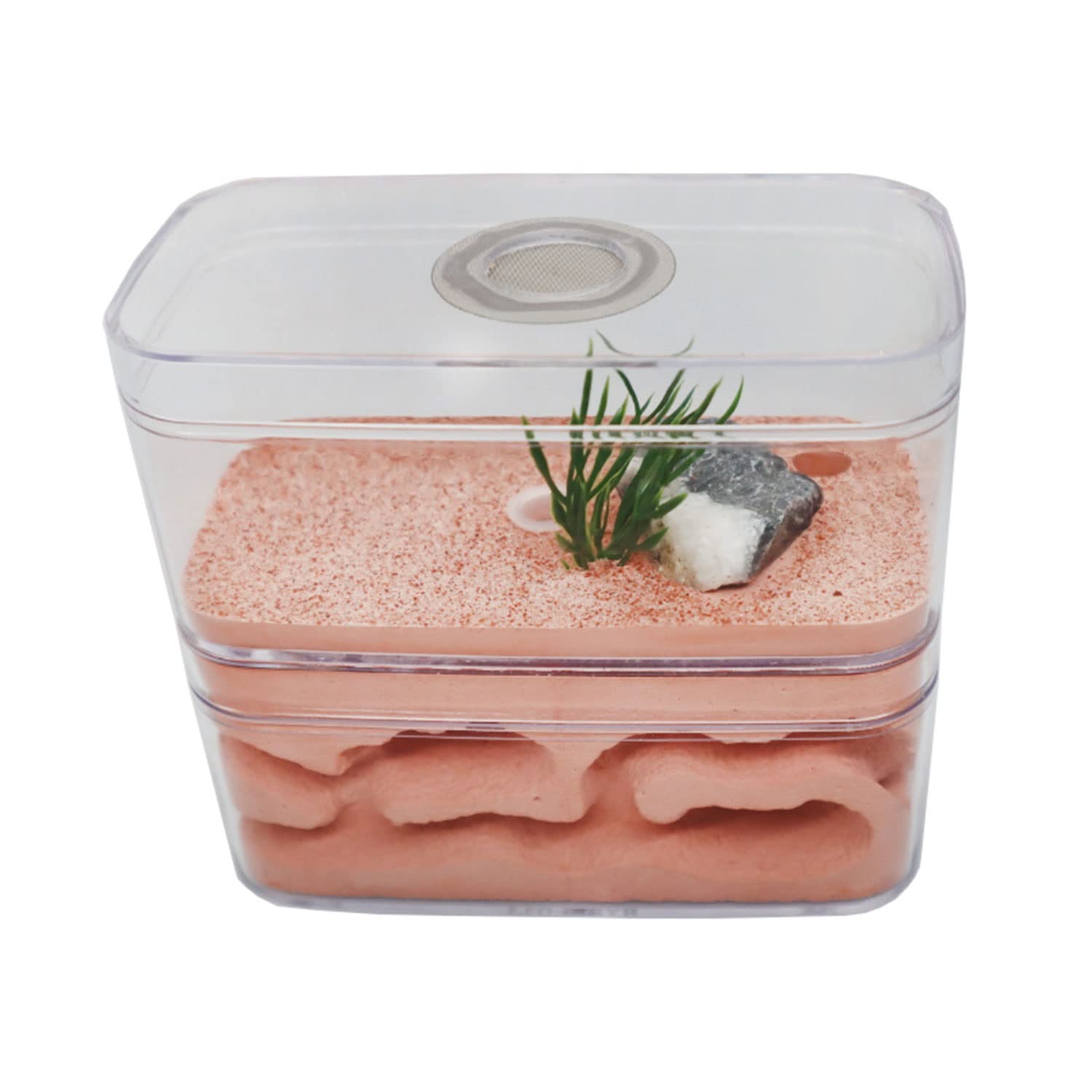 DIY Nido De Hormigas Yeso Hormiga Granja Insectos Hormigas Nidos Caja Hormiguero con Área De Alimentación Villa Mascota Manía Avanzada para Hormigas De Casa
