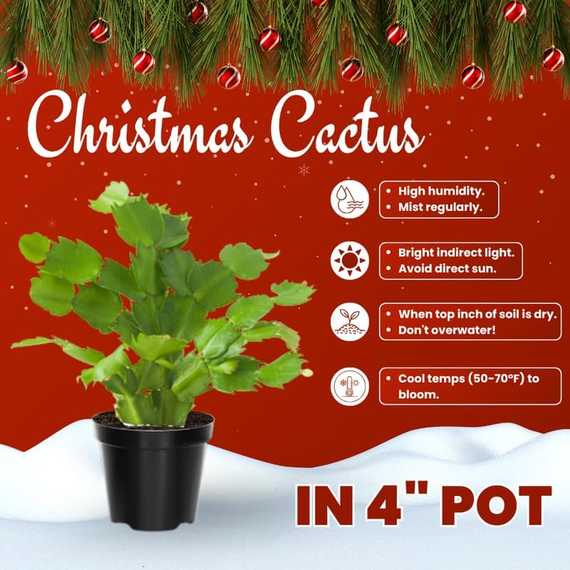 Miniatura 3 de Plantas de cactus de Navidad rojas vivas en maceta de 4 pulgadas, vibrantes flores de cactus de Navidad, plantas de cactus perennes, plantas