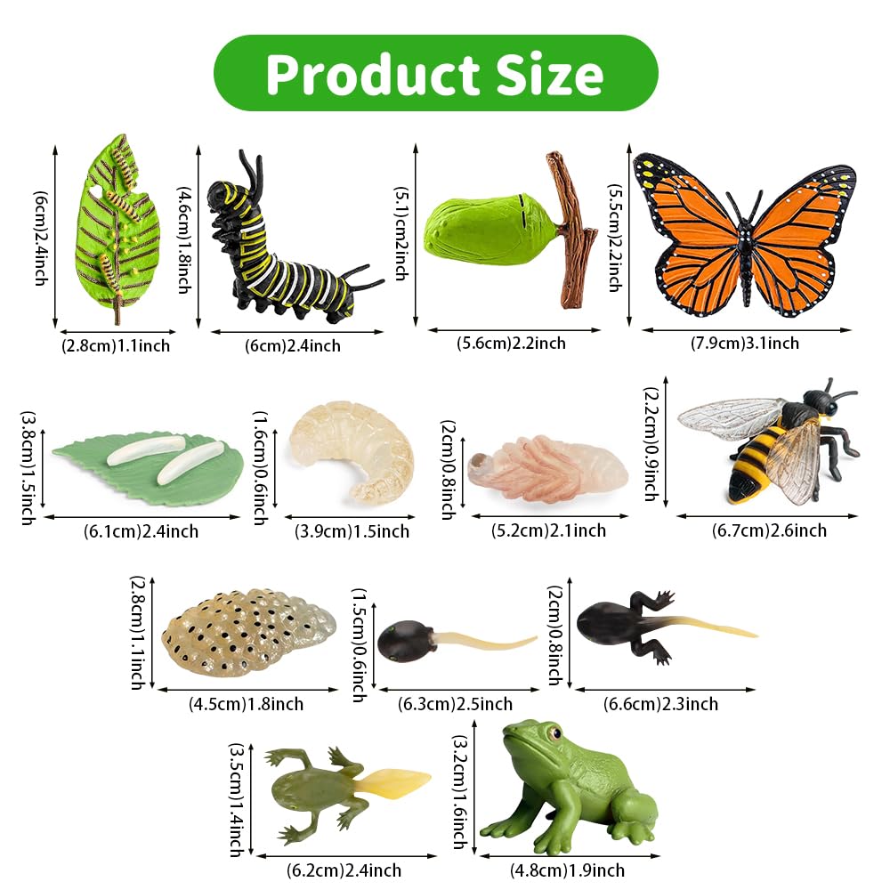 Set 13 Figurine Ciclo di Vita Animali, Farfalle, Api & Rana, Giocattoli Educativi Montessori per Bambini 3+, Kit Didattico per Progetti Scientifici e Scolastici