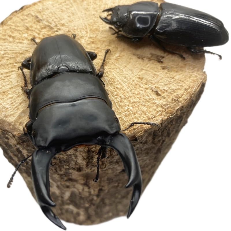 Amazon | 【昆虫 】オオクワガタ ペア 【能勢 SR】 大型血統 新成虫