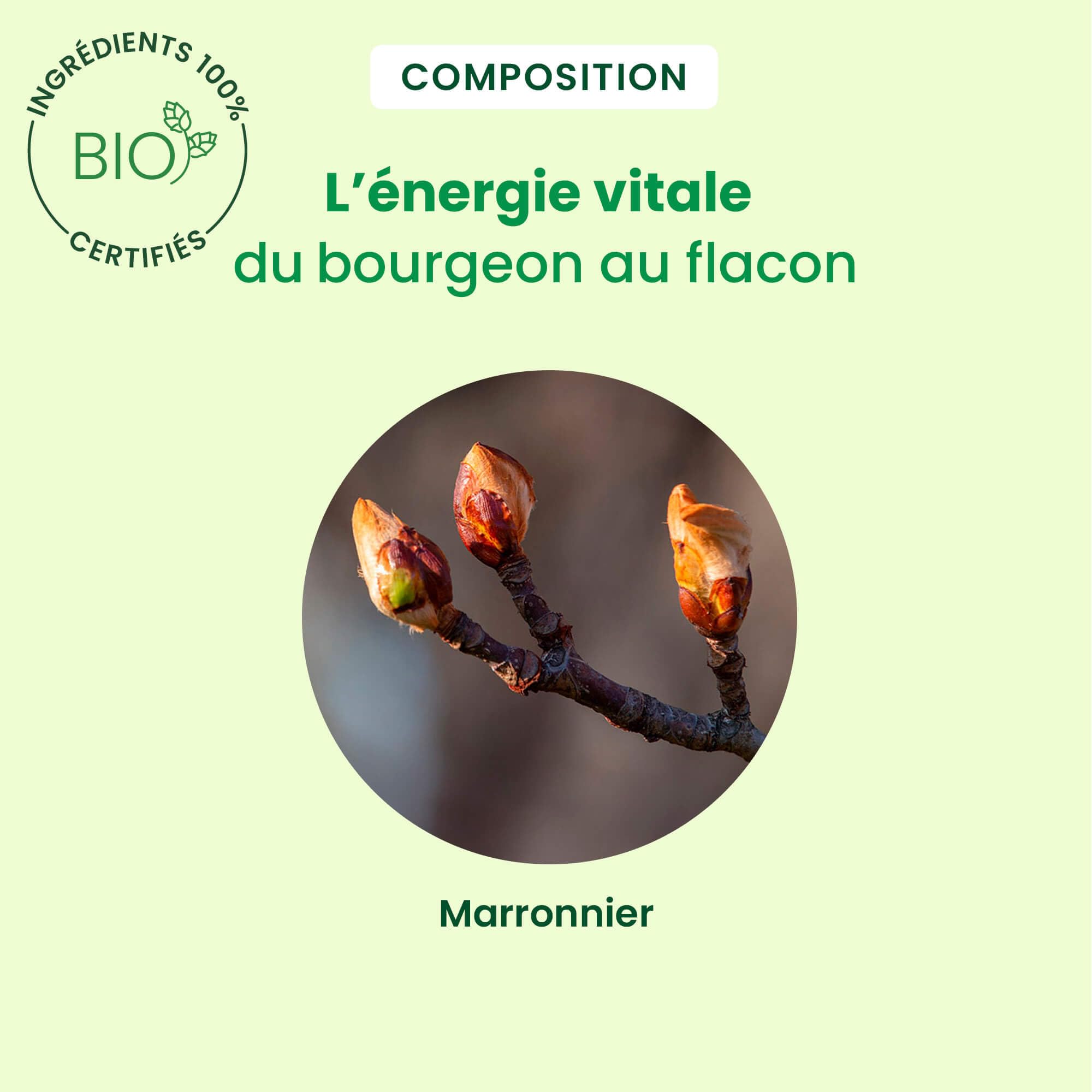 HERBALGEM - Macérât-Mère - Marronnier Bio - Complément Alimentaire Gemmothérapie Concentrée - Extrait De Bourgeon Frais - Pour Circulation Sanguine - Vegan - 30 ml