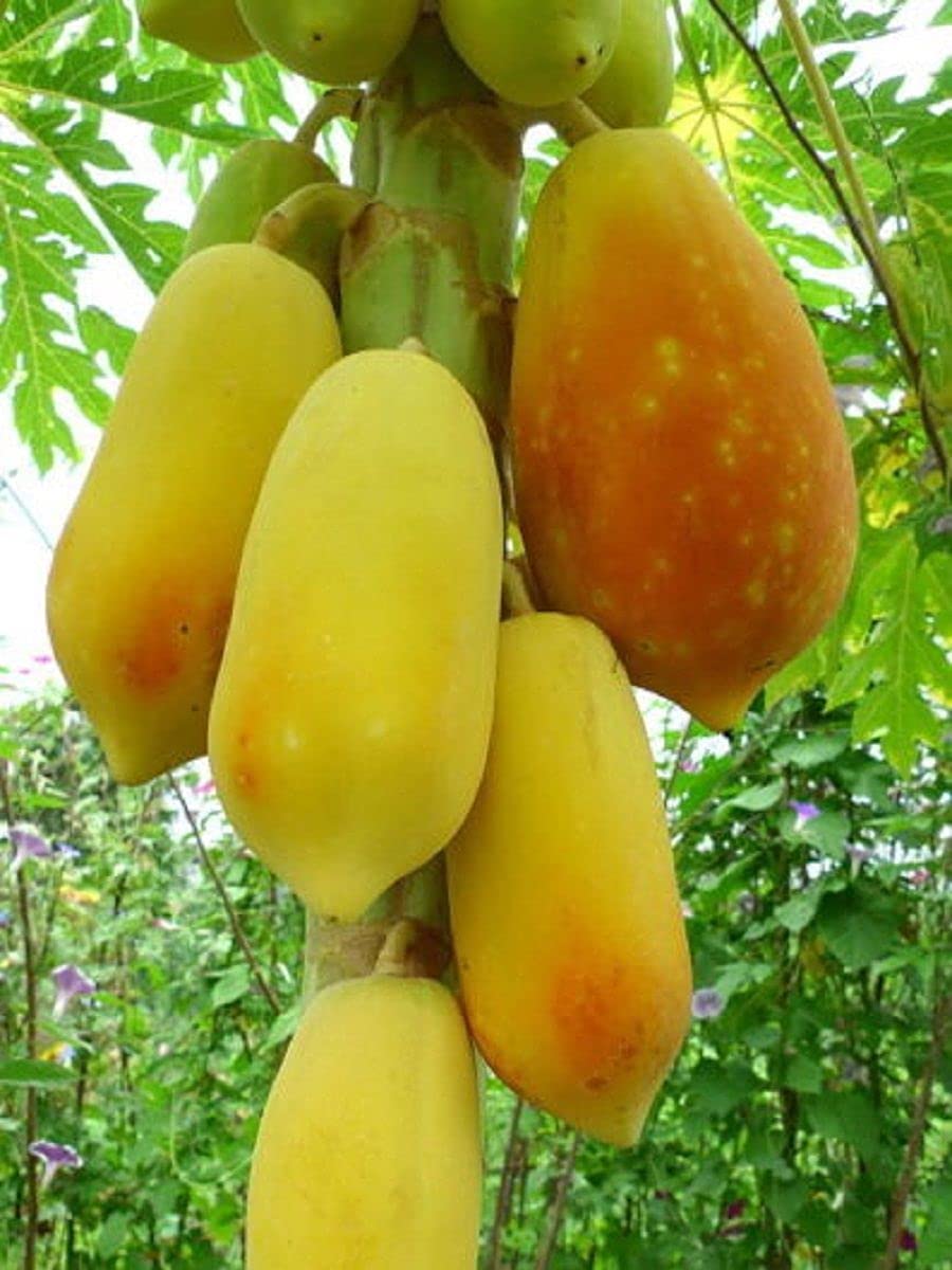 M-Tech Gardens Rare Papaya " Golden " Exotic 15 Fruit Seeds for Growing (B0BPBVCQSM) Amazon Price History, Amazon Price Tracker