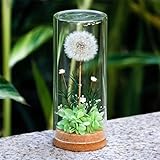 Natural Dandelion Dried Flower Dried Natural Daisy Flowers and Preserved Grass Eternal Flower Glass Cover Gift Centerpieces Tabletop Home Decoration (xiaoxinghua)