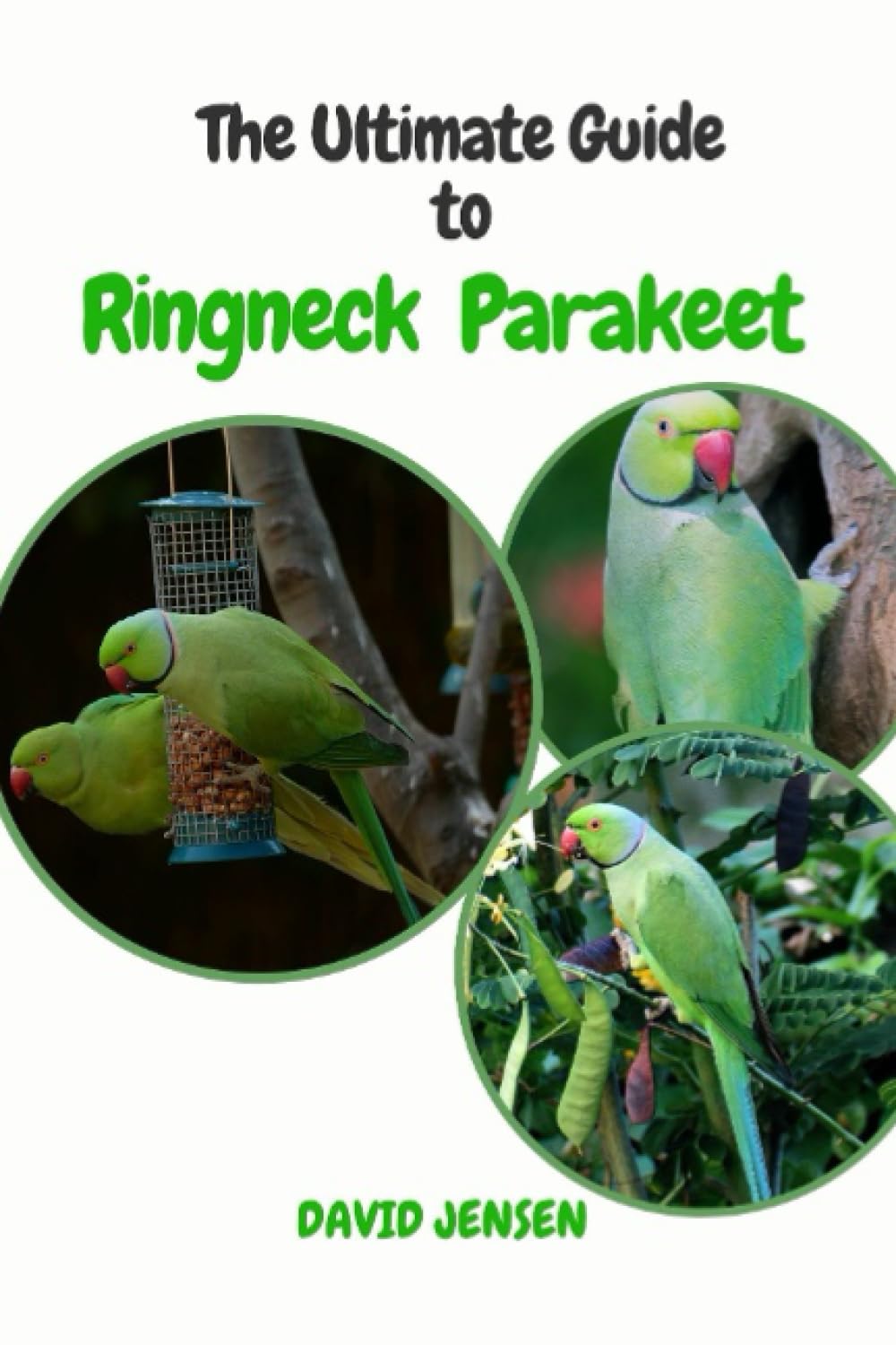 The Ultimate Guide to Ringneck Parakeet: Everything You Need to Know About its Care, Feeding,lifespan ,Diet, And Training