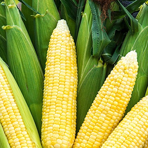 Bodacious Rm Sweet Yellow Corn Seeds For Planting, 50+ Seeds Per Packet, (Isla's Garden Seeds), Non Gmo Seeds, 90% Germination Rates, Scientific Name: Zea Mays, Great Home Garden Gift #TOP1