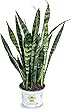 Burpee 'Black Coral' Snake Sansevieria trificiata | Indirect Medium Light | Live Easy Care Indoor House Plant