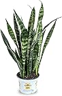 Burpee 'Black Coral' Snake Sansevieria trificiata | Indirect Medium Light | Live Easy Care Indoor House Plant