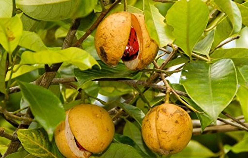 Creative Farmer Live Plant Hybrid Spice Nutmeg (Myristica Fragrans) Fragrant (1 Healthy Live Fruit Plant) (PLANT-81-NUTMEG385ll@) (B08Q8N2LBQ) Amazon Price History, Amazon Price Tracker