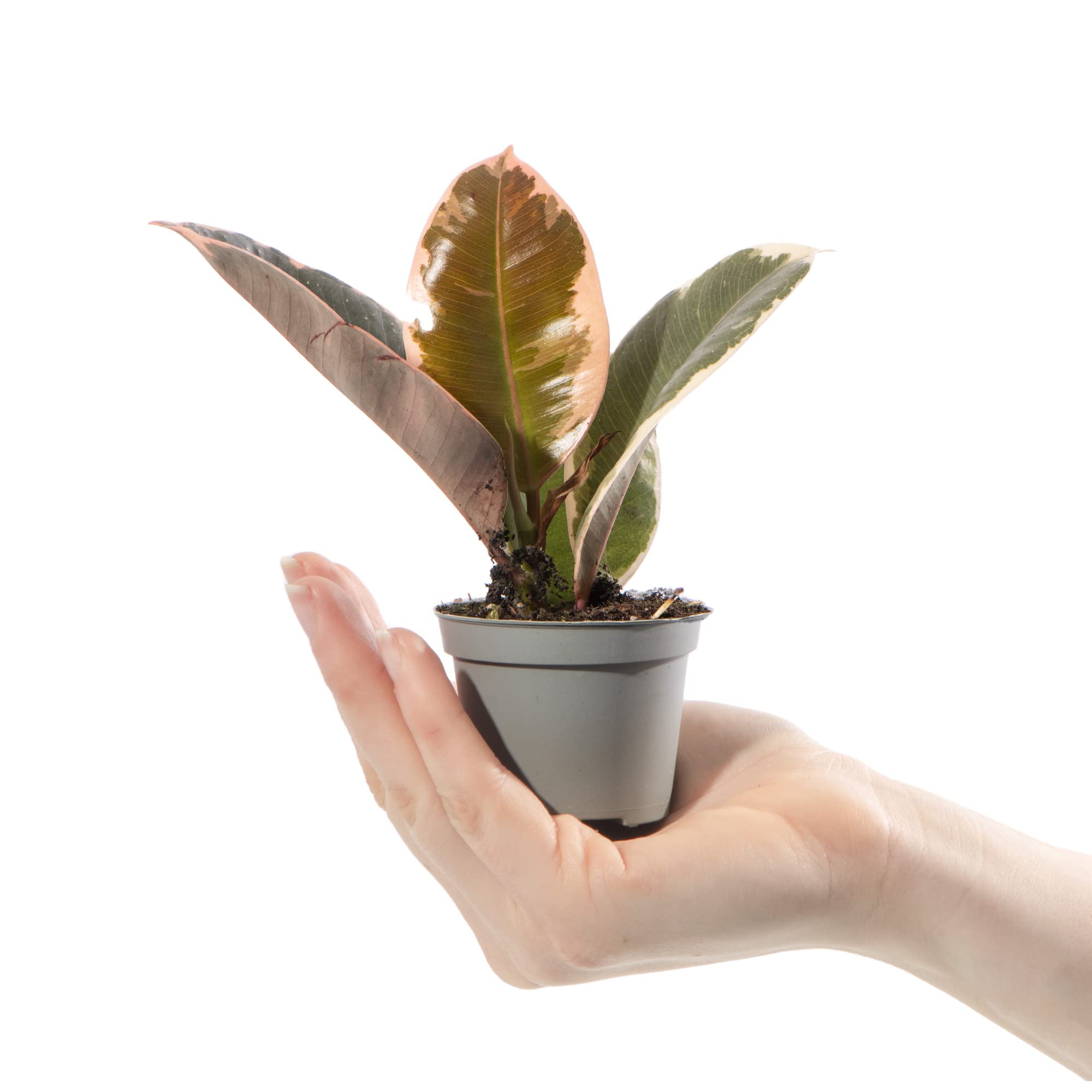 Baby Gummipflanze Ficus Tineke Kleine bunte Zimmerpflanze im 6cm Topf :  Amazon.de: Garten