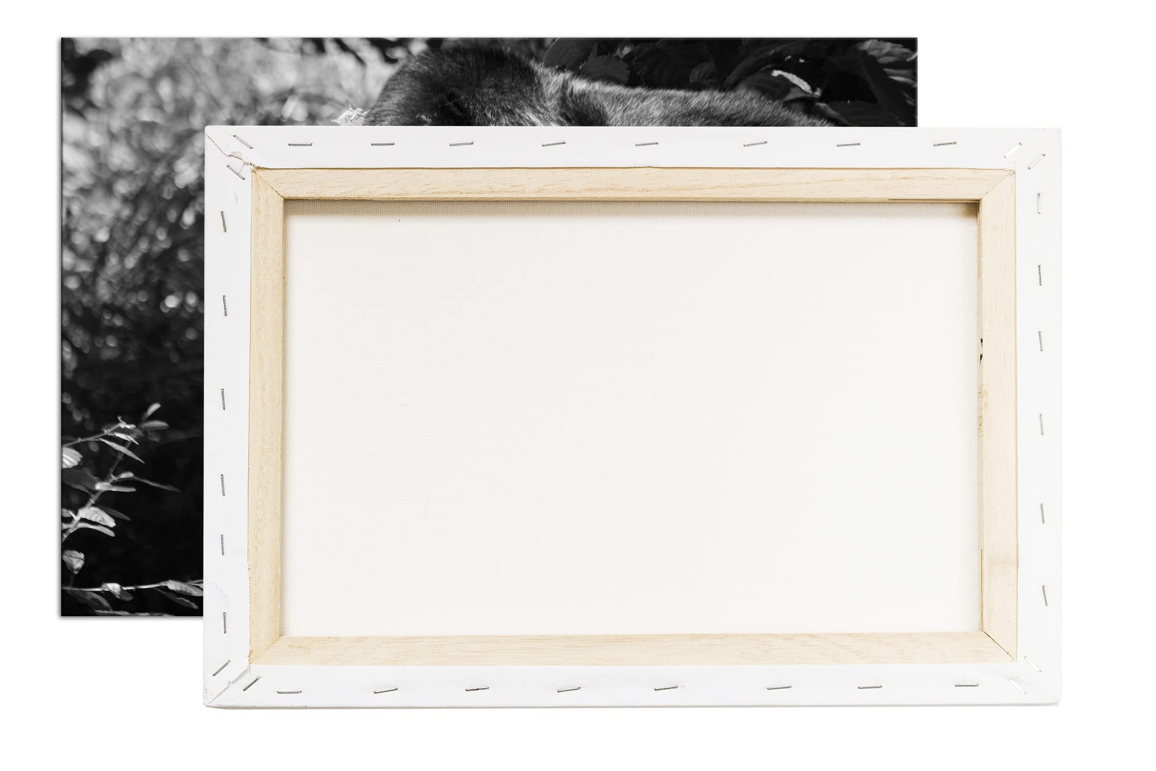 Grande formato Gorilla Formato: 120 x 80 Effetto: bianco e nero come tela su tela, motivo già incorniciato su cornice in vero legno, stampa digitale di alta qualità, senza poster o manifesto