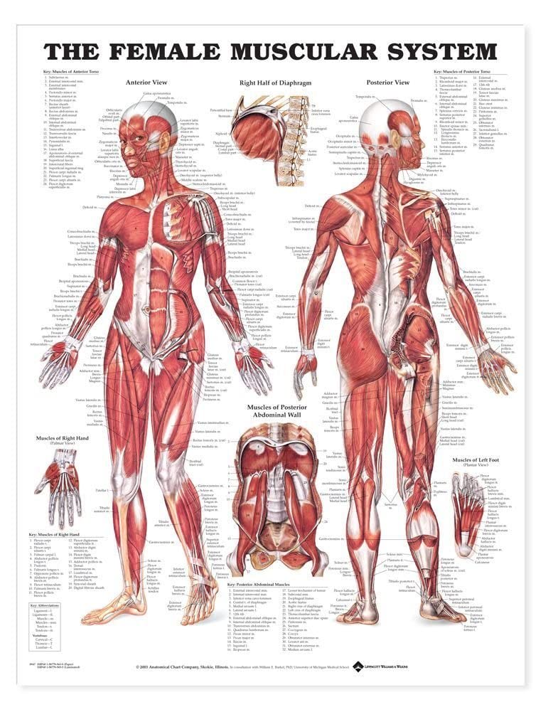The Female Muscular System Anatomical Chart (9781587795657)      Wall Chart – January 9, 2003