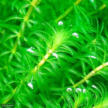 Amazon.co.jp: （水草）クロモ（水中葉）（無農薬）（3本