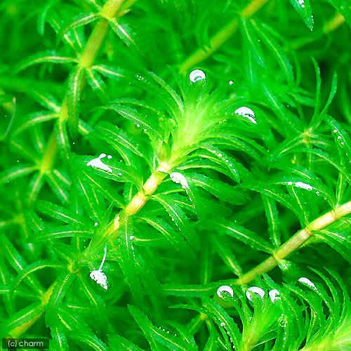 水草　トリミング　水中葉　無農薬　無害虫 水草 トリミング 水中葉 無農薬 無害虫