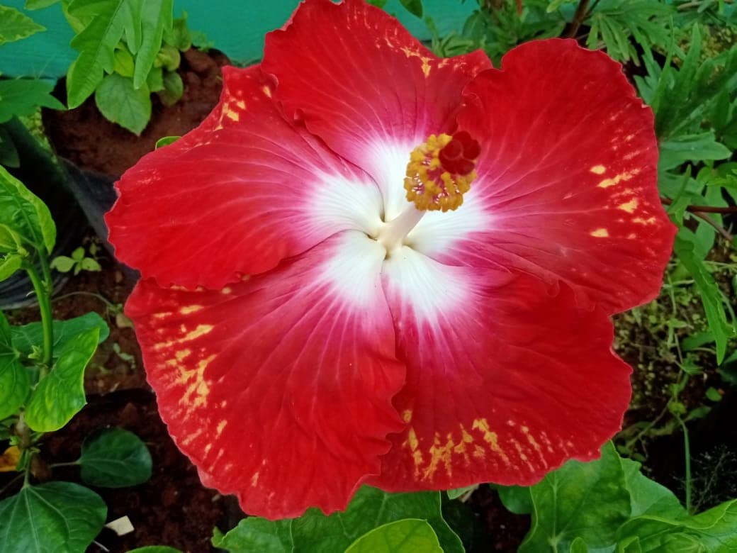 PlantaZee Red Gudhal Live Plant, Hibiscus Flower, Hibiscus rosa-sinensis, Hibiscus (disambiguation) (B0B1518LB9) Amazon Price History, Amazon Price Tracker