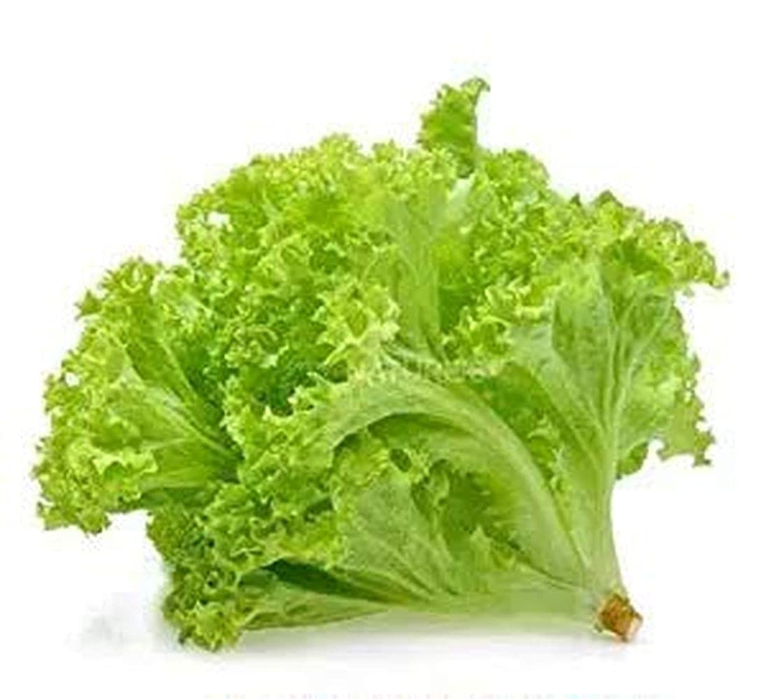 PLANTOGALLERY Lettuce Yellow Microgreen Salad Leaf Organic Seeds (B09B2LZ1BB) Amazon Price History, Amazon Price Tracker