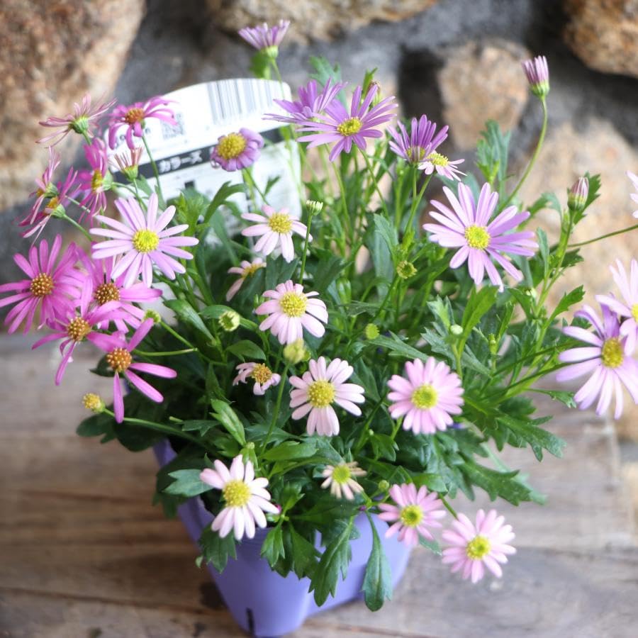 ポメころび様希少⟡アメジスト フラワーカービング ポメころび様希少 ポメころび様希少⟡アメジスト フラワーカービング ポメころび様希少