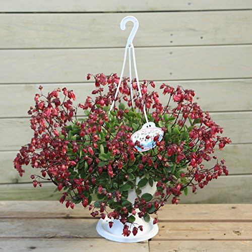 Amazon 観葉植物 カランコエ エンゼルランプ レッド 観葉植物 オンライン通販