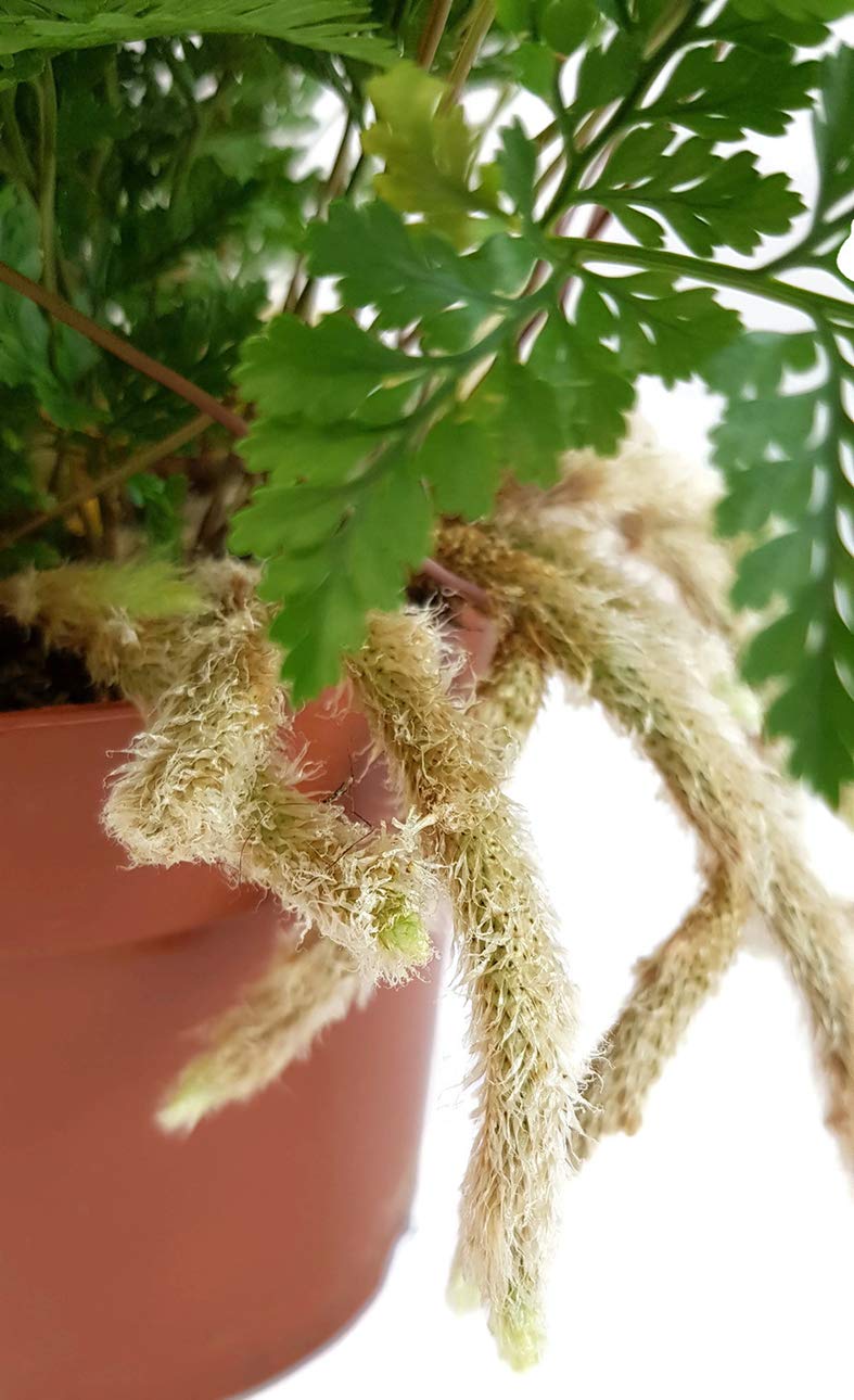 Humata tyermannii - exotischer Spinnenfarn oder Tarantelfarn genannt - außergewöhnliche Zimmerpflanze