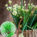 4 Garlic Chives Herb Live Plants, Herb Plant, 4-8 Inch Tall