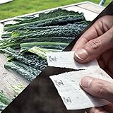 Park Seed Sow Effortless Collection Seed Tape – Black Magic Kale, 15 Feet – Easy DIY Planting, Gourmet Dinosaur Kale for Baby Greens or Mature Leaves, Nutrient-Rich, Cold Hardy, Ready in 80–95 Days