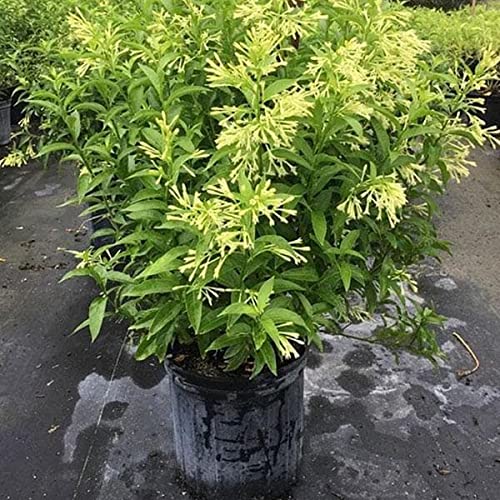 Mphmi NCR Perennial Live Plants Raat Ki Rani, Raat Rani, Night Blooming Jasmine - Plant (B0CF68SMW9) Amazon Price History, Amazon Price Tracker
