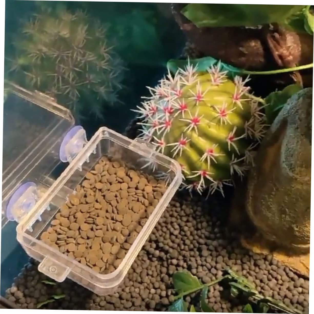 Angoily 6pezzi Ciotole per Alimentazione Rettili con Ventosa da Mangiatoie Trasparenti per Lucertole e Tartarughe Facili da Pulire e Pratiche per Uso Terrario