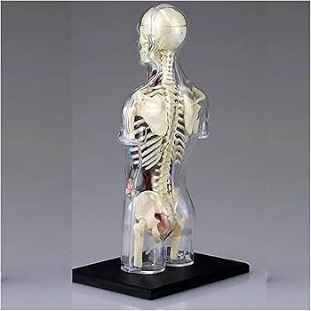 Amazon.co.jp: 人体解剖モデル 人間の透明な胴体モデル内臓モデル