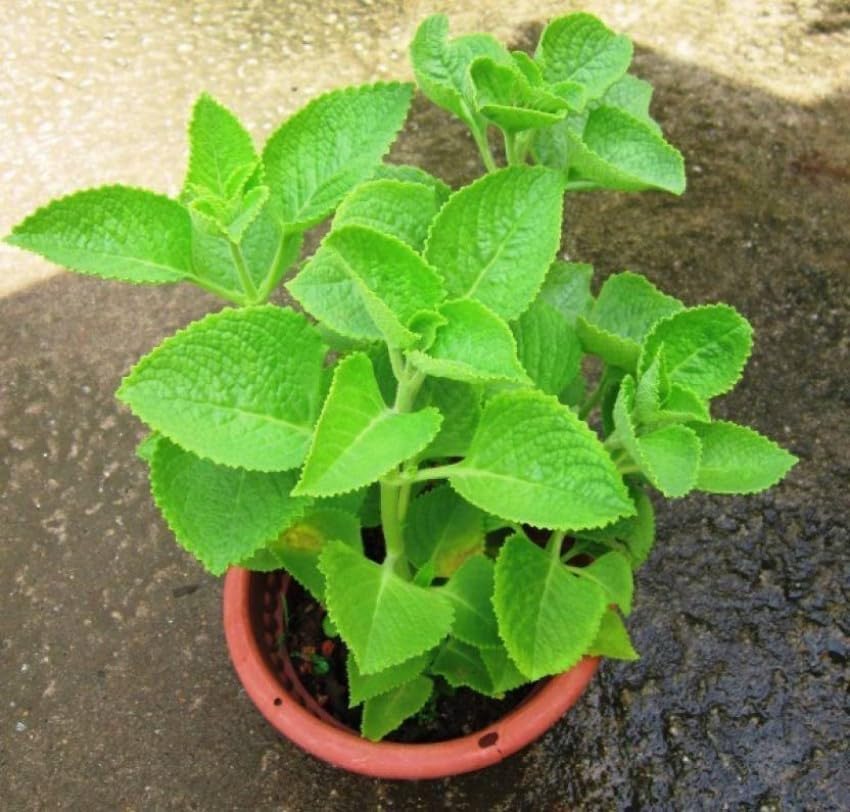 Image of Ajwain /ajwine Medican Plant with Pot (Pack of 1) | Live Plant, Indoor Use
