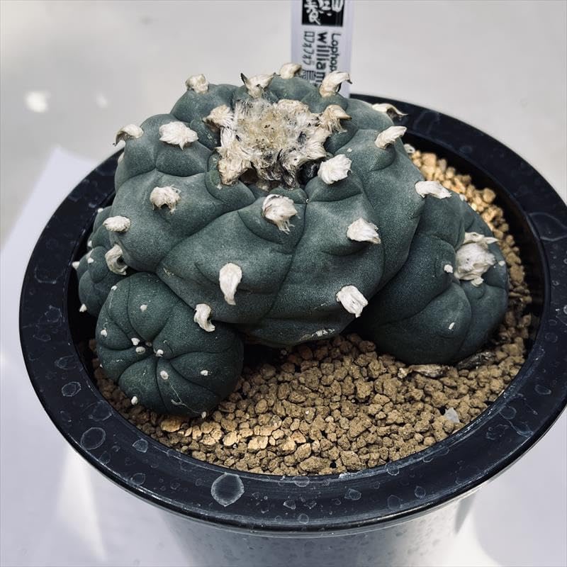 ナッシー様 激レア）エキノケレウス 62種類 123株セット+ウチワ輸入